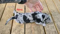 Hera - Female (blue merle) , a female Catahoula Leopard Dog for sale in Albany, GA – 1 of 2