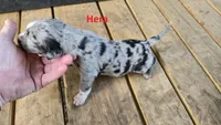 Hera - Female (blue merle) , a female Catahoula Leopard Dog for sale in Albany, GA – 2 of 2
