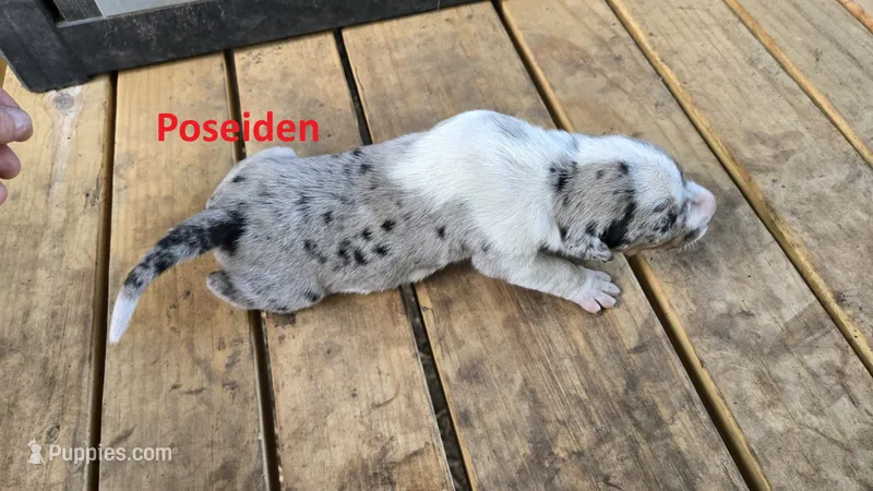 Poseidon - Male (white merle)  – Catahoula Leopard Dog puppy for sale in Albany, GA