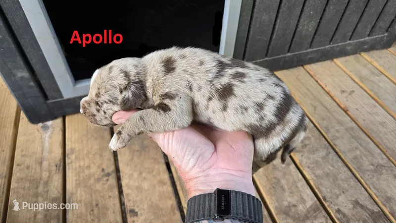 Apollo - Male (red merle)  – Catahoula Leopard Dog puppy for sale in Albany, GA