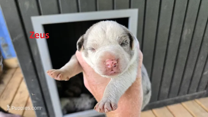 Zeus - Male (white merle  – Catahoula Leopard Dog puppy for sale in Albany, GA