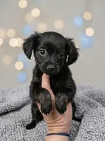MrTee, a male Chihuahua for sale in Mariposa, CA – 2 of 2