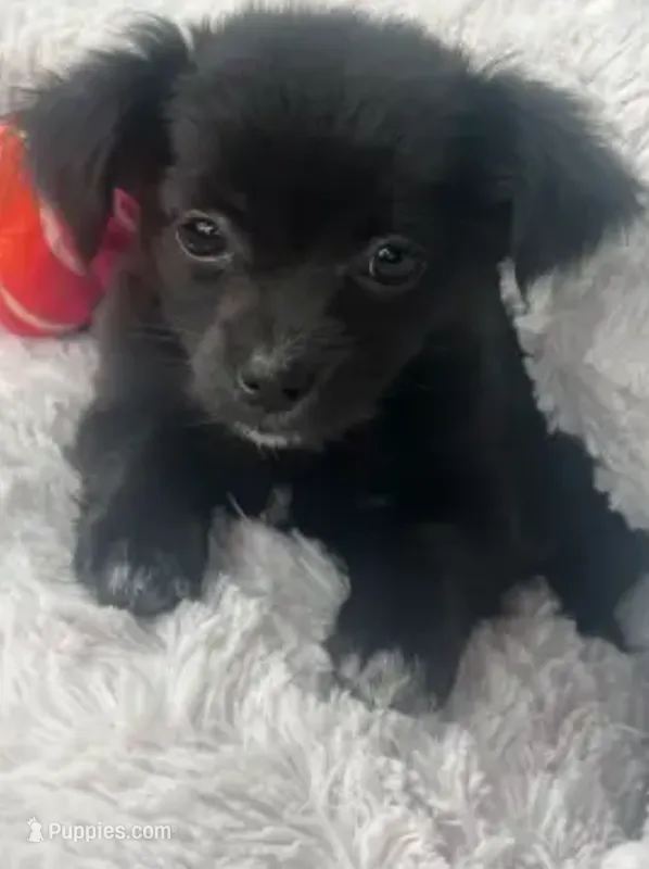 MrTee – Chihuahua puppy for sale in Mariposa, CA