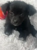 MrTee, a male Chihuahua for sale in Mariposa, CA – 1 of 2