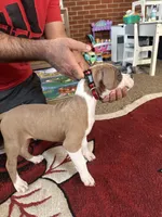 Steel, a male American Staffordshire Terrier for sale in South Vienna, OH – Photo 2 of 4