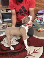 Steel, a male American Staffordshire Terrier for sale in South Vienna, OH – Photo 3 of 4