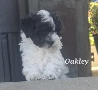 Oakley , a male Maltipoo for sale in Plain City, OH – 2 of 5