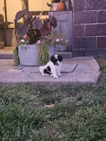 Oakley , a male Maltipoo for sale in Plain City, OH – 4 of 5