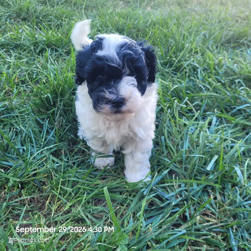 Ollie – Maltipoo puppy for sale in Plain City, OH