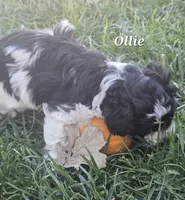 Ollie, a male Maltipoo for sale in Plain City, OH – 2 of 3