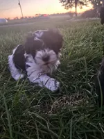 Oakley , a male Maltipoo for sale in Plain City, OH – 5 of 5