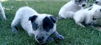 Blue, a male Australian Cattle Dog for sale in Dorris, CA – 2 of 3