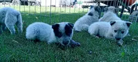 Blue, a male Australian Cattle Dog for sale in Dorris, CA – 3 of 3