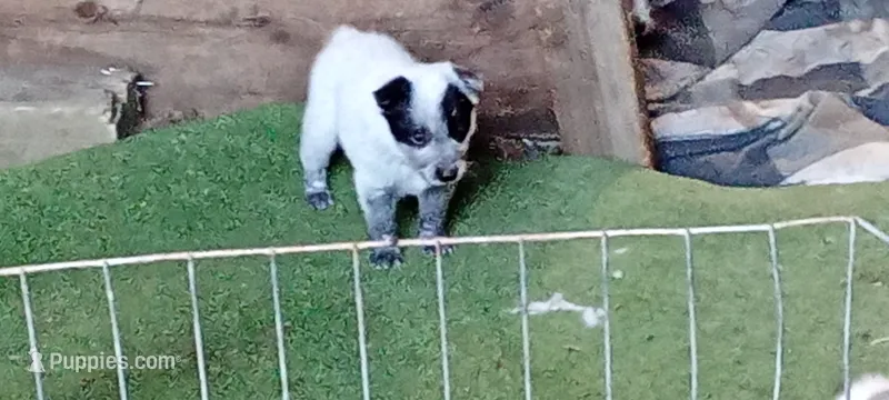 Blue – Australian Cattle Dog puppy for sale in Dorris, CA