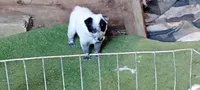 Blue, a male Australian Cattle Dog for sale in Dorris, CA – 1 of 3