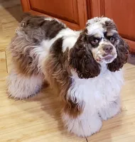 Black & Tan Male AKC CH, a male Cocker Spaniel for sale in Woodruff, AZ – Photo 9 of 9