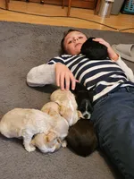 Black & Tan Male AKC CH, a male Cocker Spaniel for sale in Woodruff, AZ – Photo 6 of 9