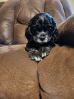 Black & Tan Male AKC CH, a male Cocker Spaniel for sale in Woodruff, AZ – Photo 2 of 9