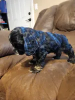 Black & Tan Male AKC CH, a male Cocker Spaniel for sale in Woodruff, AZ – Photo 3 of 9