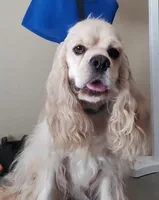 Black & Tan Male AKC CH, a male Cocker Spaniel for sale in Woodruff, AZ – Photo 8 of 9