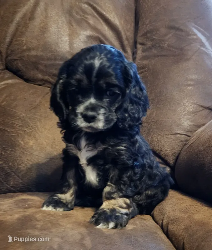 Black & Tan Male AKC CH