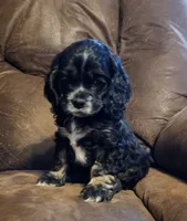 Black & Tan Male AKC CH, a male Cocker Spaniel for sale in Woodruff, AZ – Photo 1 of 9