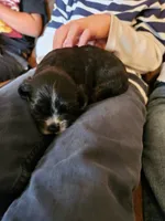 Black & Tan Male AKC CH, a male Cocker Spaniel for sale in Woodruff, AZ – Photo 7 of 9