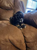 Black & Tan Male AKC CH, a male Cocker Spaniel for sale in Woodruff, AZ – Photo 4 of 9