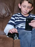 Black & Tan Male AKC CH, a male Cocker Spaniel for sale in Woodruff, AZ – Photo 5 of 9