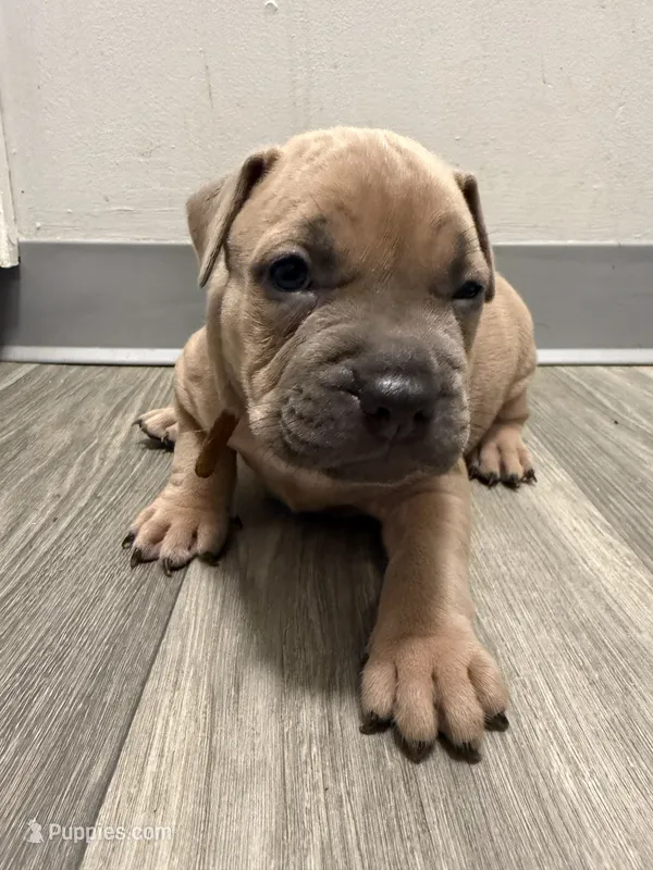 Bronny – American Staffordshire Terrier, American Pit Bull Terrier puppy for sale in Cleveland Heights, OH
