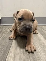 Bronny, a male American Staffordshire Terrier and American Pit Bull Terrier for sale in Cleveland Heights, OH – 1 of 5