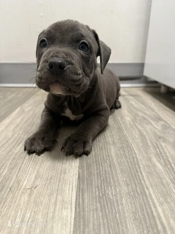 Pyper – American Staffordshire Terrier, American Pit Bull Terrier puppy for sale in Cleveland Heights, OH
