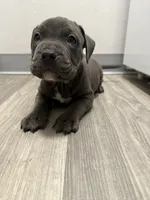 Pyper, a female American Staffordshire Terrier and American Pit Bull Terrier for sale in Cleveland Heights, OH – 1 of 10