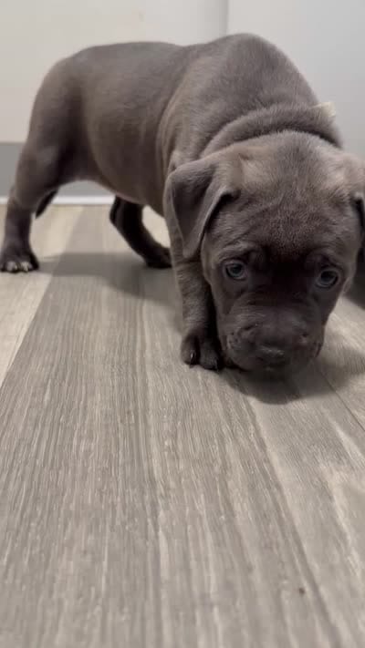 Pyper, a female American Staffordshire Terrier and American Pit Bull Terrier for sale in Cleveland Heights, OH – 4 of 4