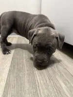 Pyper, a female American Staffordshire Terrier and American Pit Bull Terrier for sale in Cleveland Heights, OH – 2 of 4