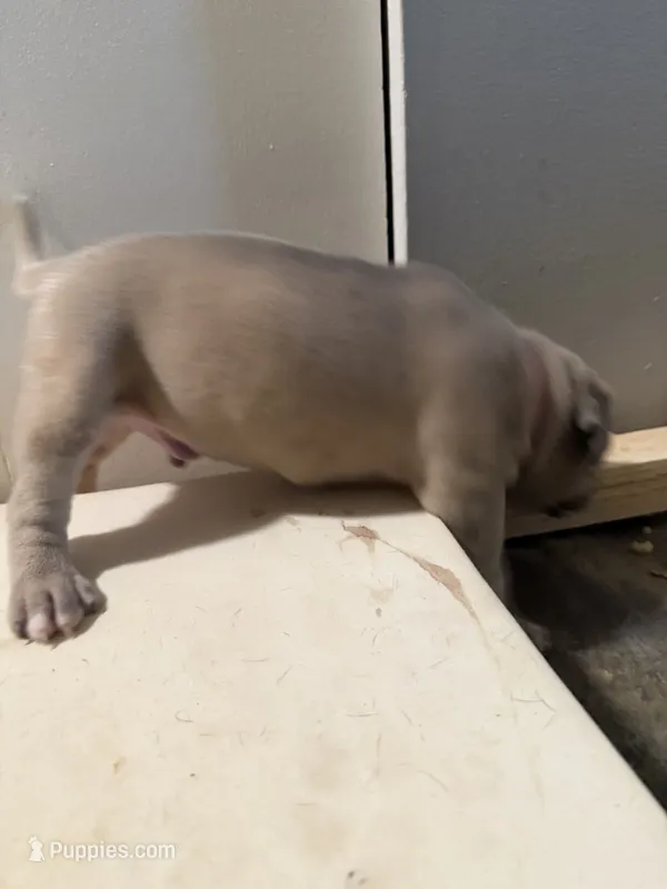 Shyloh – American Staffordshire Terrier, American Pit Bull Terrier puppy for sale in Cleveland Heights, OH
