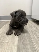 Pyper, a female American Staffordshire Terrier and American Pit Bull Terrier for sale in Cleveland Heights, OH – 4 of 10