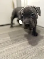 Pyper, a female American Staffordshire Terrier and American Pit Bull Terrier for sale in Cleveland Heights, OH – 6 of 10
