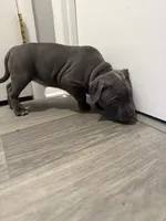 Pyper, a female American Staffordshire Terrier and American Pit Bull Terrier for sale in Cleveland Heights, OH – 9 of 10