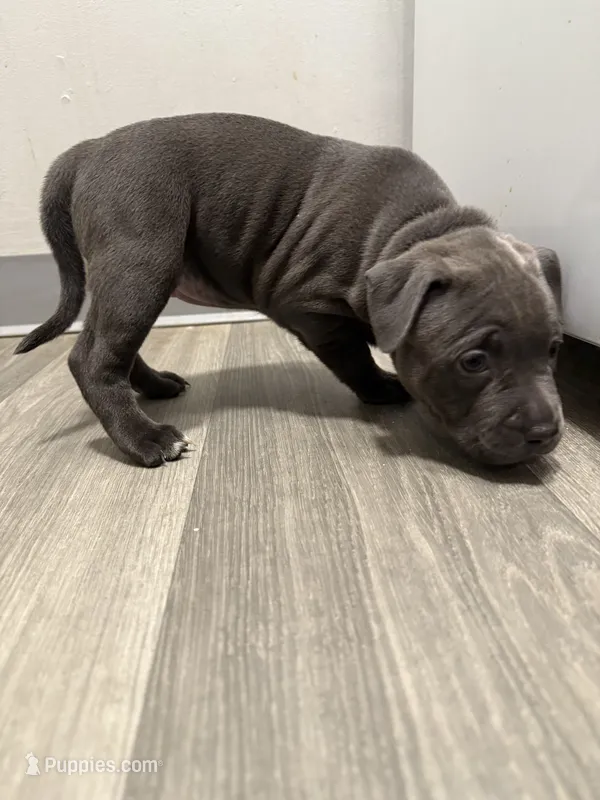 Pyper – American Staffordshire Terrier, American Pit Bull Terrier puppy for sale in Cleveland Heights, OH
