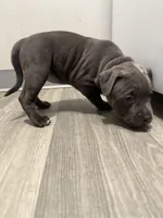 Pyper, a female American Staffordshire Terrier and American Pit Bull Terrier for sale in Cleveland Heights, OH – 1 of 4