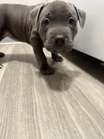 Pyper, a female American Staffordshire Terrier and American Pit Bull Terrier for sale in Cleveland Heights, OH – 3 of 4