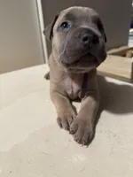 Shyloh, a male American Staffordshire Terrier and American Pit Bull Terrier for sale in Cleveland Heights, OH – 4 of 5