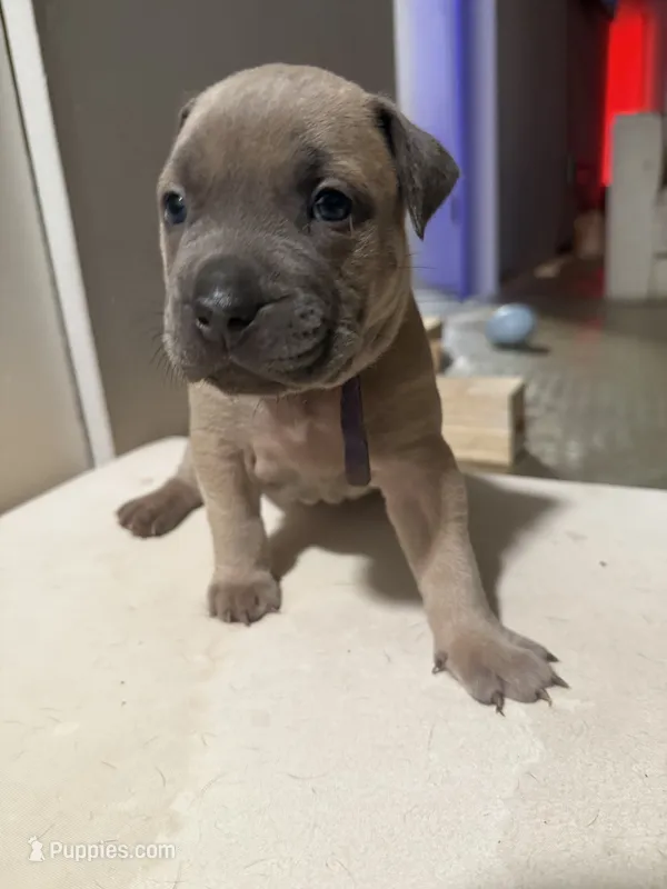Lyla – American Staffordshire Terrier, American Pit Bull Terrier puppy for sale in Cleveland Heights, OH