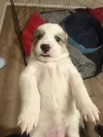 processed/4594f7c8-39df-42b7-bc0e-2767022514b2/listing/d3f3caa3-d4a6-46b1-addf-9a5d47fe7df0/224f2444-d493-463e-9933-f0bdc72b1bcb