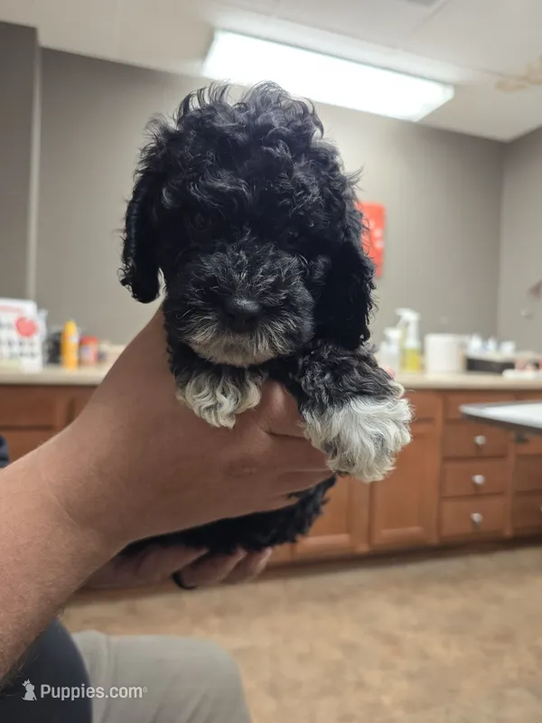 DAWN – Cockapoo puppy for sale in Knoxville, TN