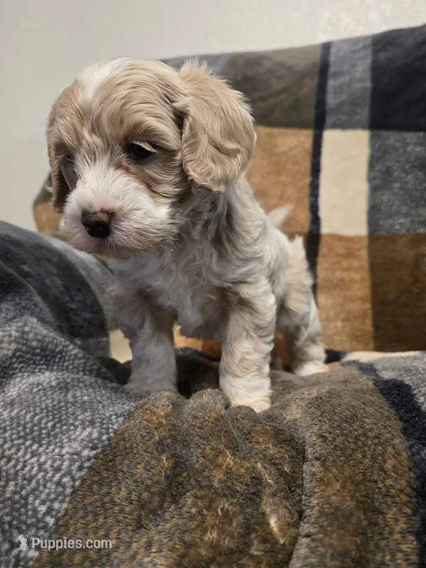 HONEY – Cockapoo puppy for sale in Worthington, MN