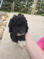 DAWN, a female Cockapoo for sale in Knoxville, TN – 1 of 2