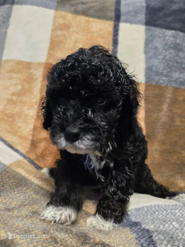 DAWN – Cockapoo puppy for sale in Worthington, MN