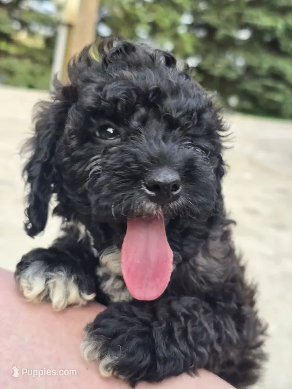 DEX – Cockapoo puppy for sale in Worthington, MN